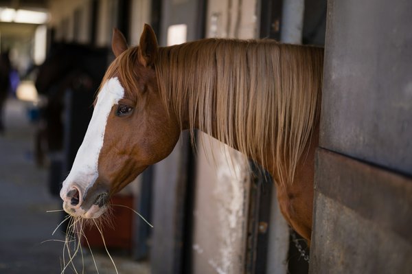 Découvrez l'incroyable beauté et l'endurance de l'akhal-teke